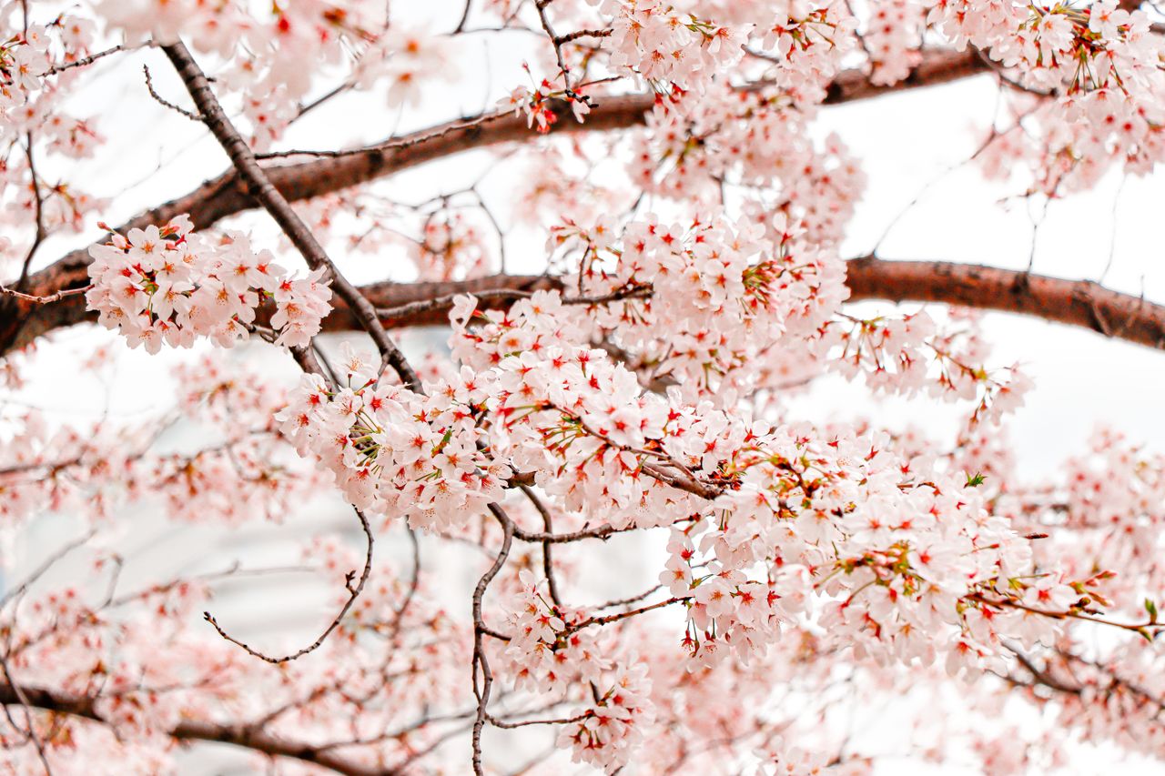 close up of cherry blossom branches in full bloom during spring showca