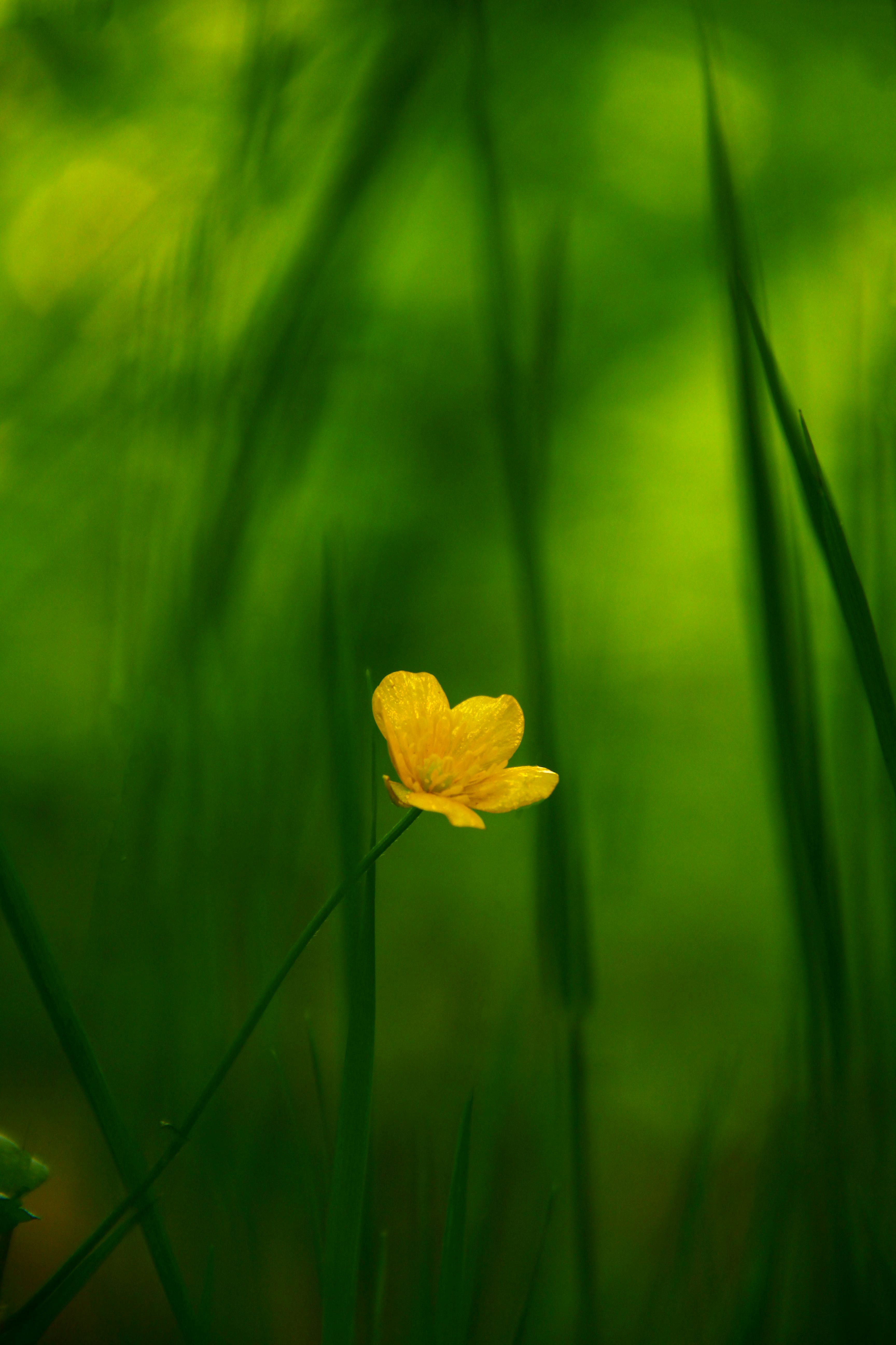 Free Close-up of a yellow flower surrounded by green grass, showcasing natural beauty and vibrancy. Stock Photo