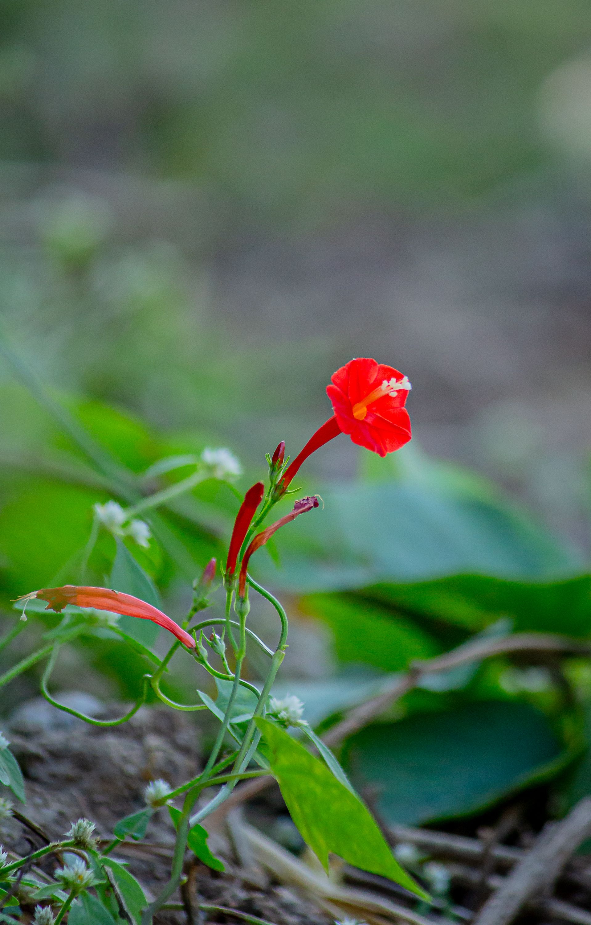 Vibrant Red Wildflower in Natural Setting · Free Stock Photo