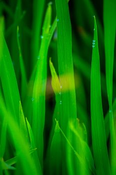 Macro shot of vibrant green grass blades with dew drops, showcasing nature's beauty.