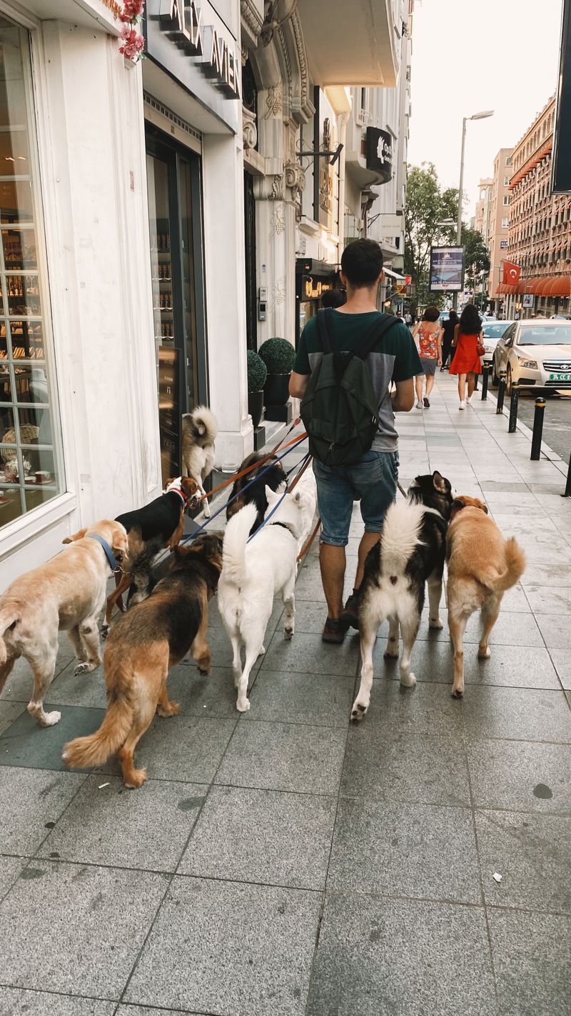 Village Dog Co.
