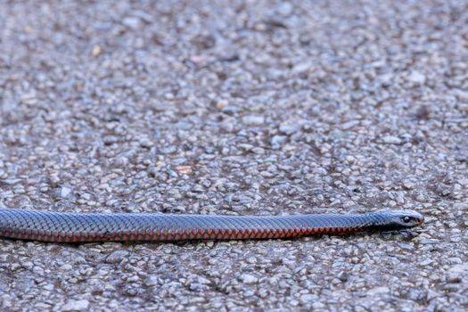 Close-up of a red-bellied black snake crawling on pavement in Appin, Australia.