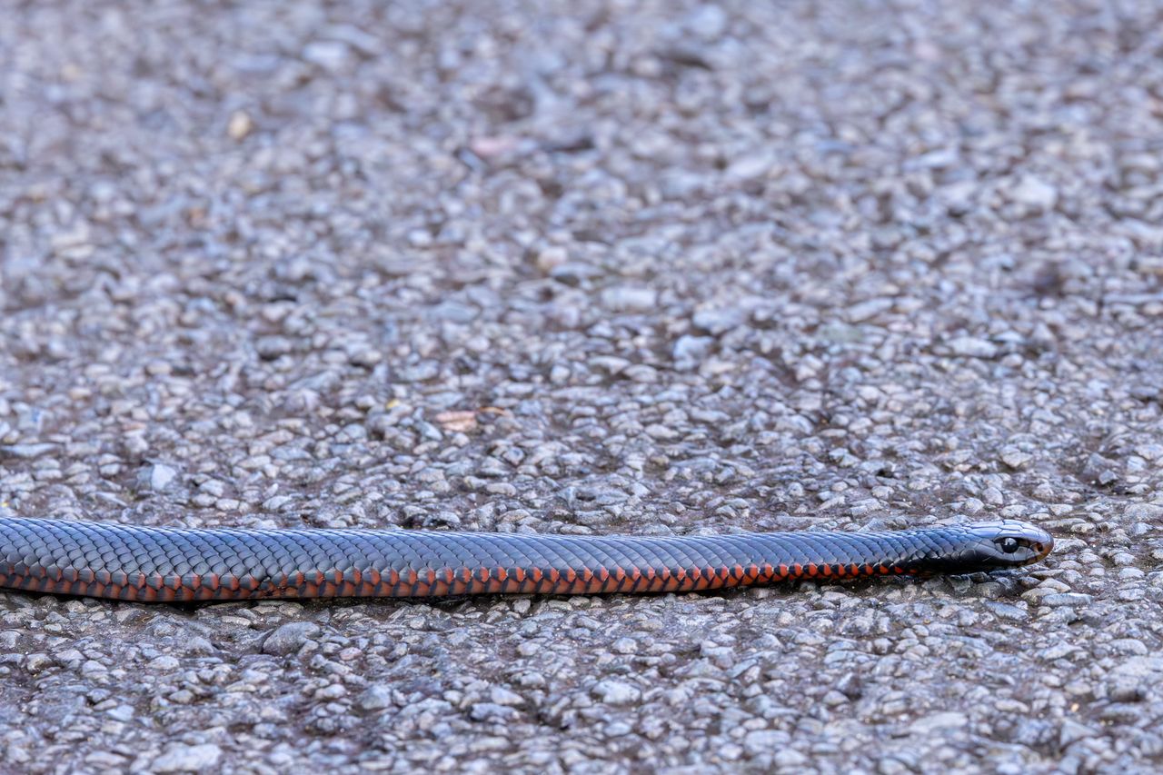 close up of a red bellied black snake crawling on pavement in appin au