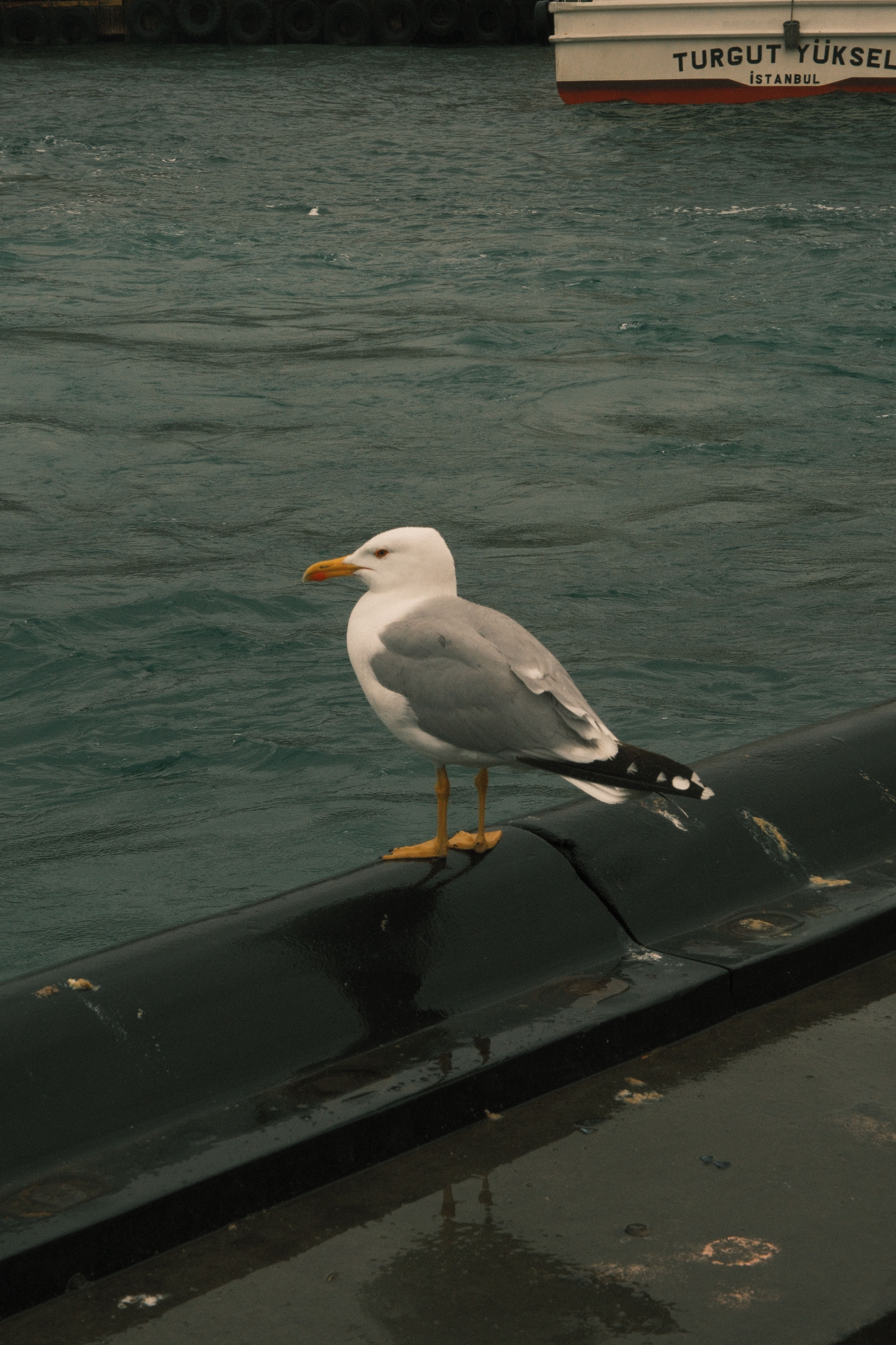 A seagull perched beside the Bosphorus with a ferry in the distance.