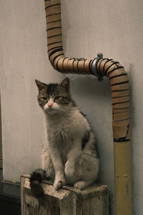 Free A stray cat sitting next to a weathered pipe on a city street. Stock Photo