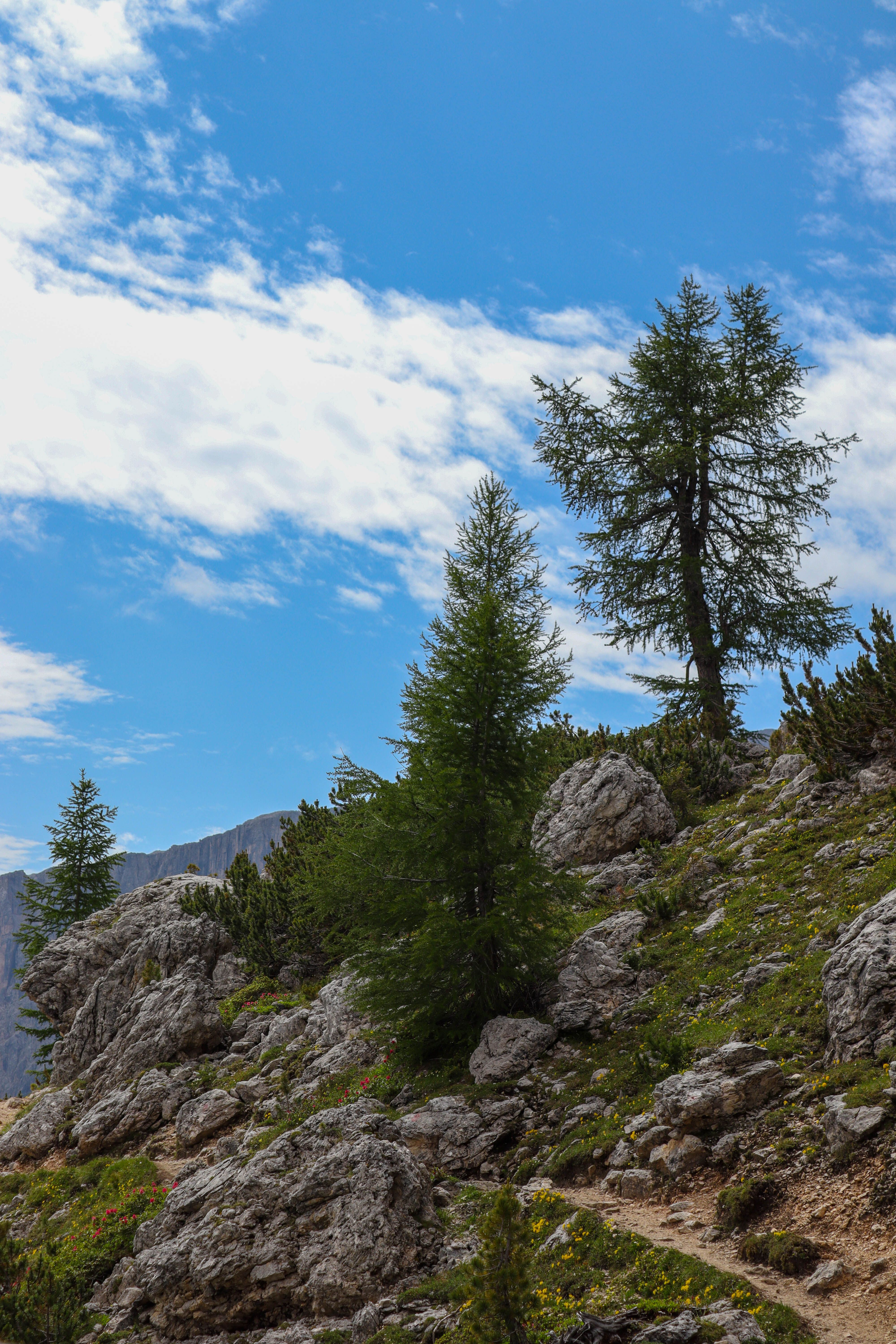 Scenic Mountain Landscape with Evergreen Trees · Free Stock Photo