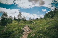 Scenic Mountain Trail with Vibrant Wildflowers