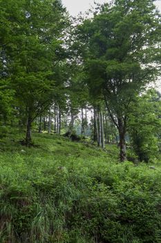 Serene landscape of verdant forest with tall trees and lush undergrowth in summer.