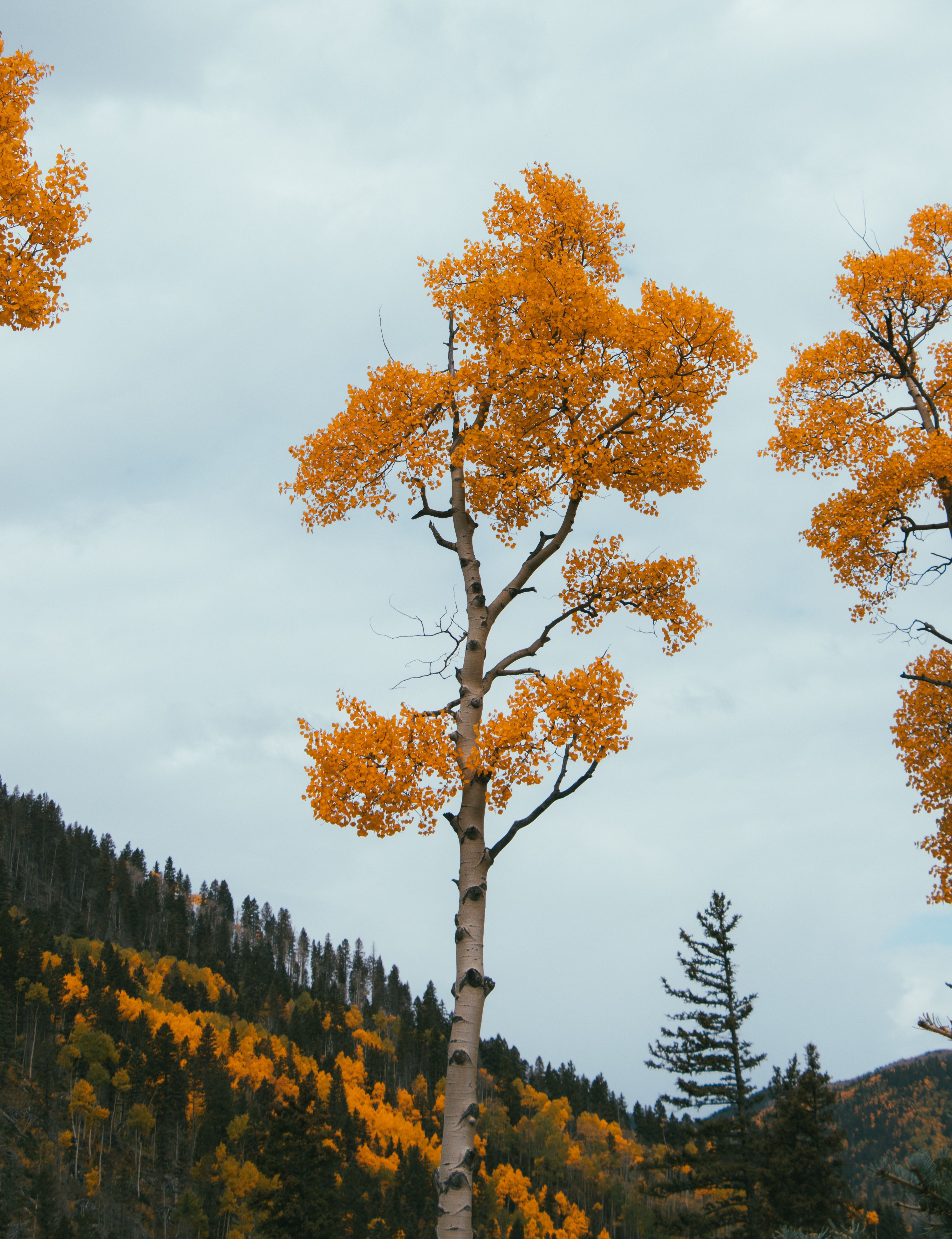 Quaking Aspen