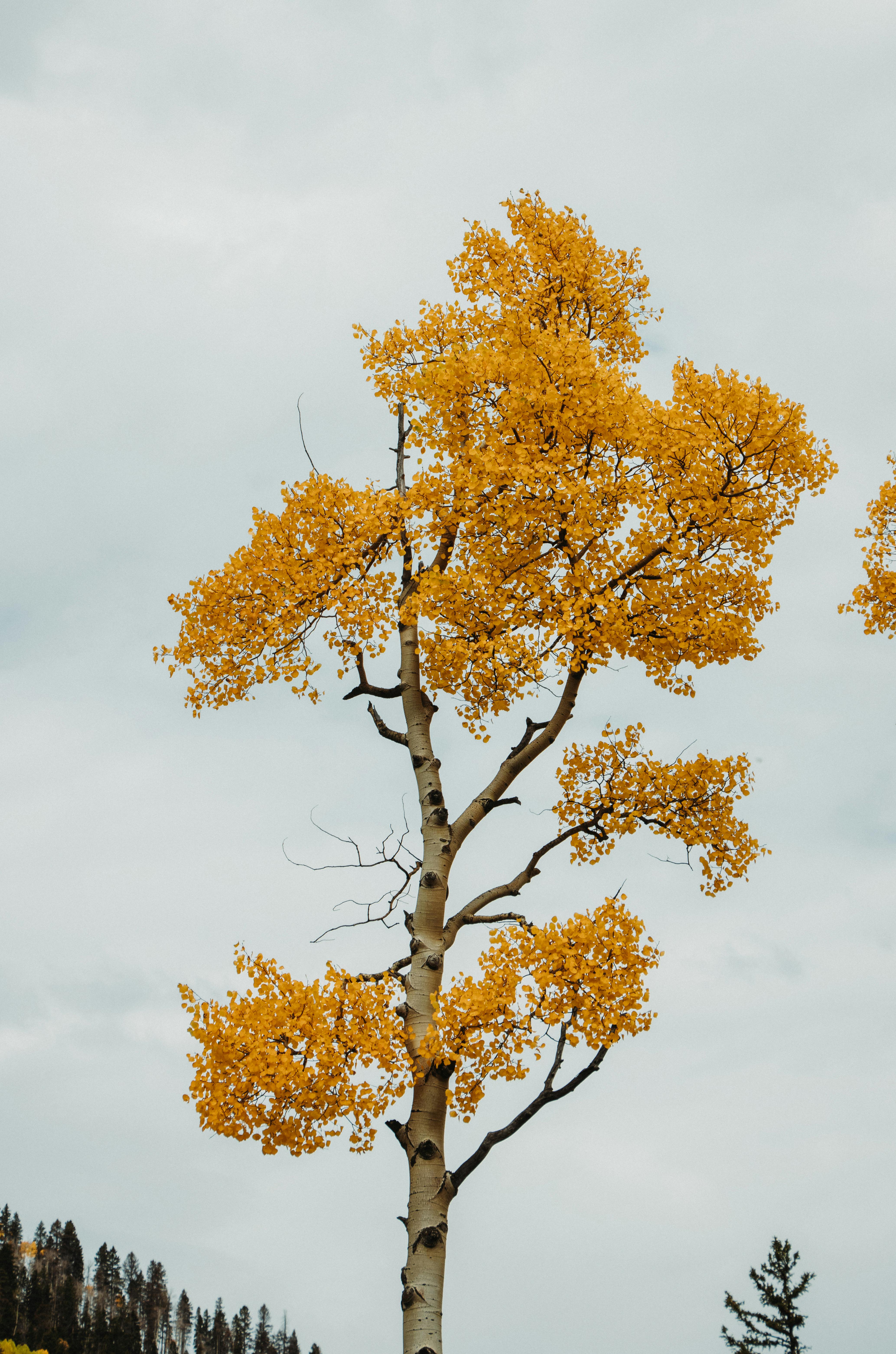 Free stock photo of aspen trees, colorado, fall Stock Photo