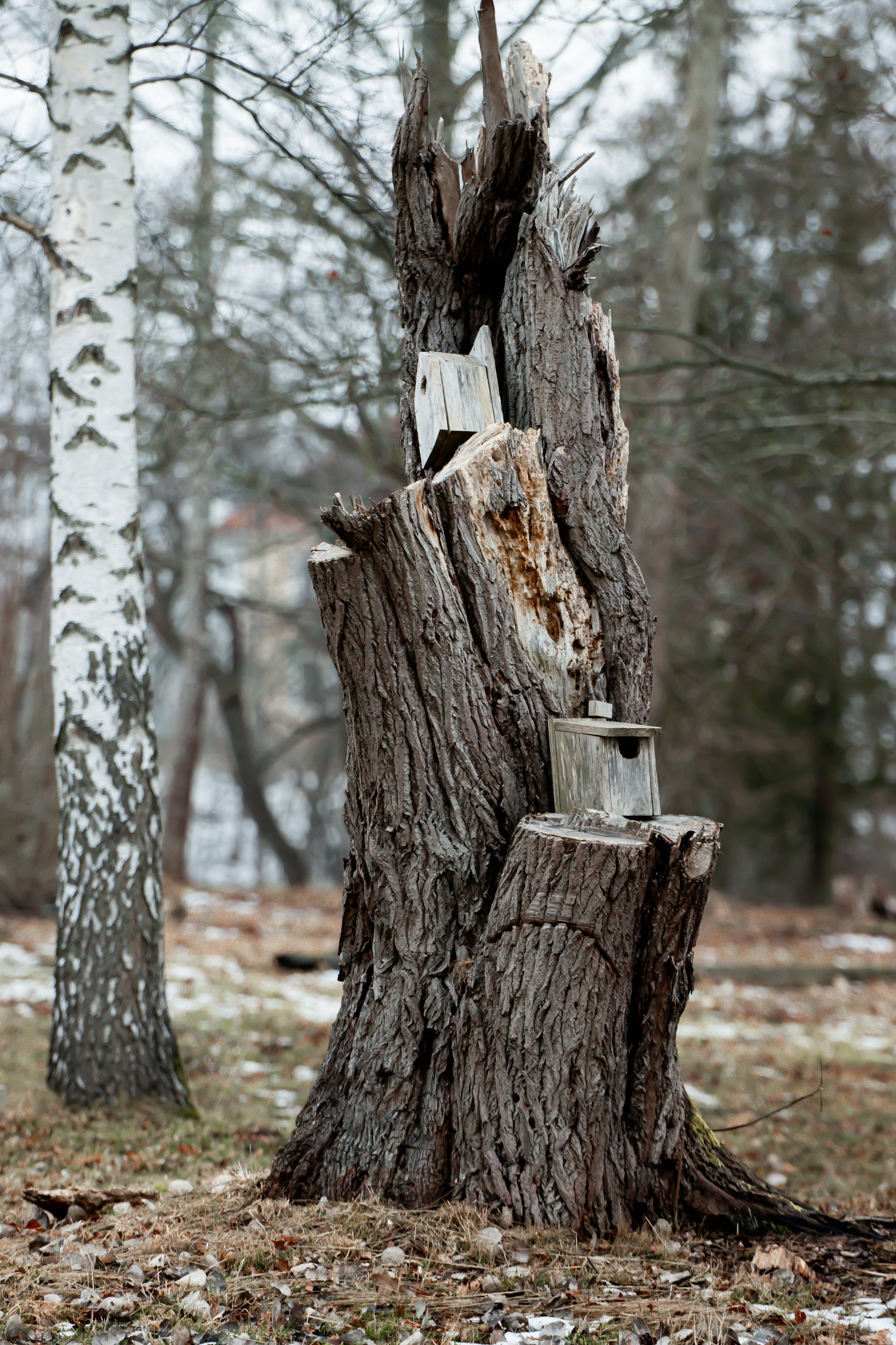 Tree Stump Birdhouse