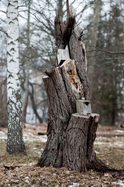 Free Weathered birdhouses adorn a tree stump in a serene Swedish forest in winter. Stock Photo