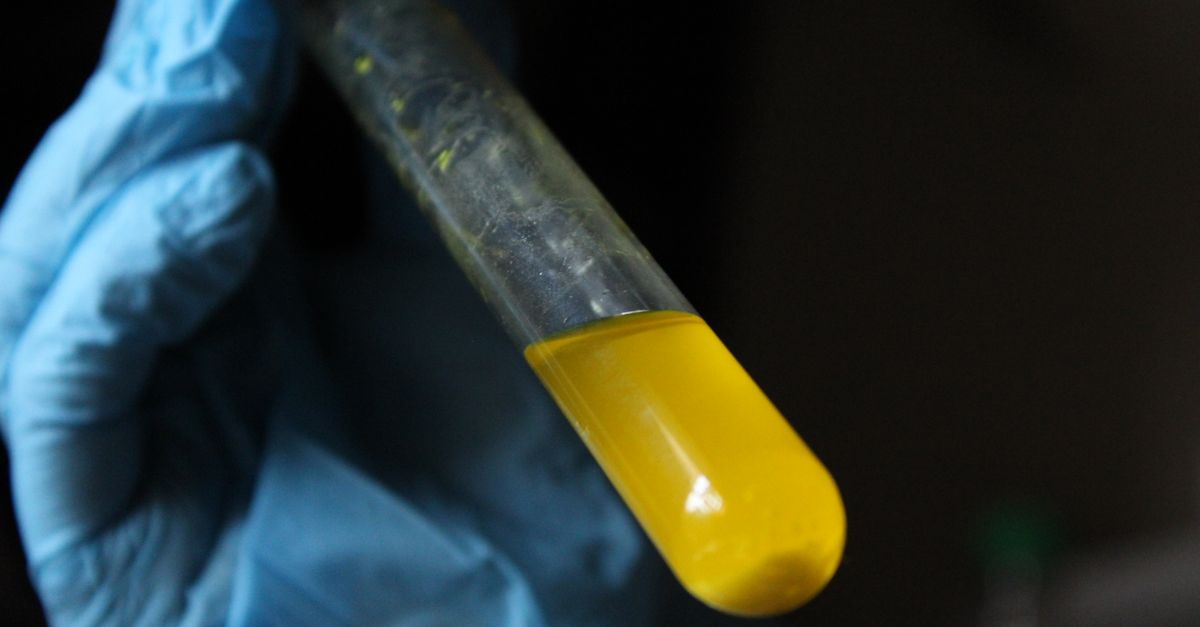 ICMR Confirms No New H1N1 Strain in India, Current Vaccines Effective