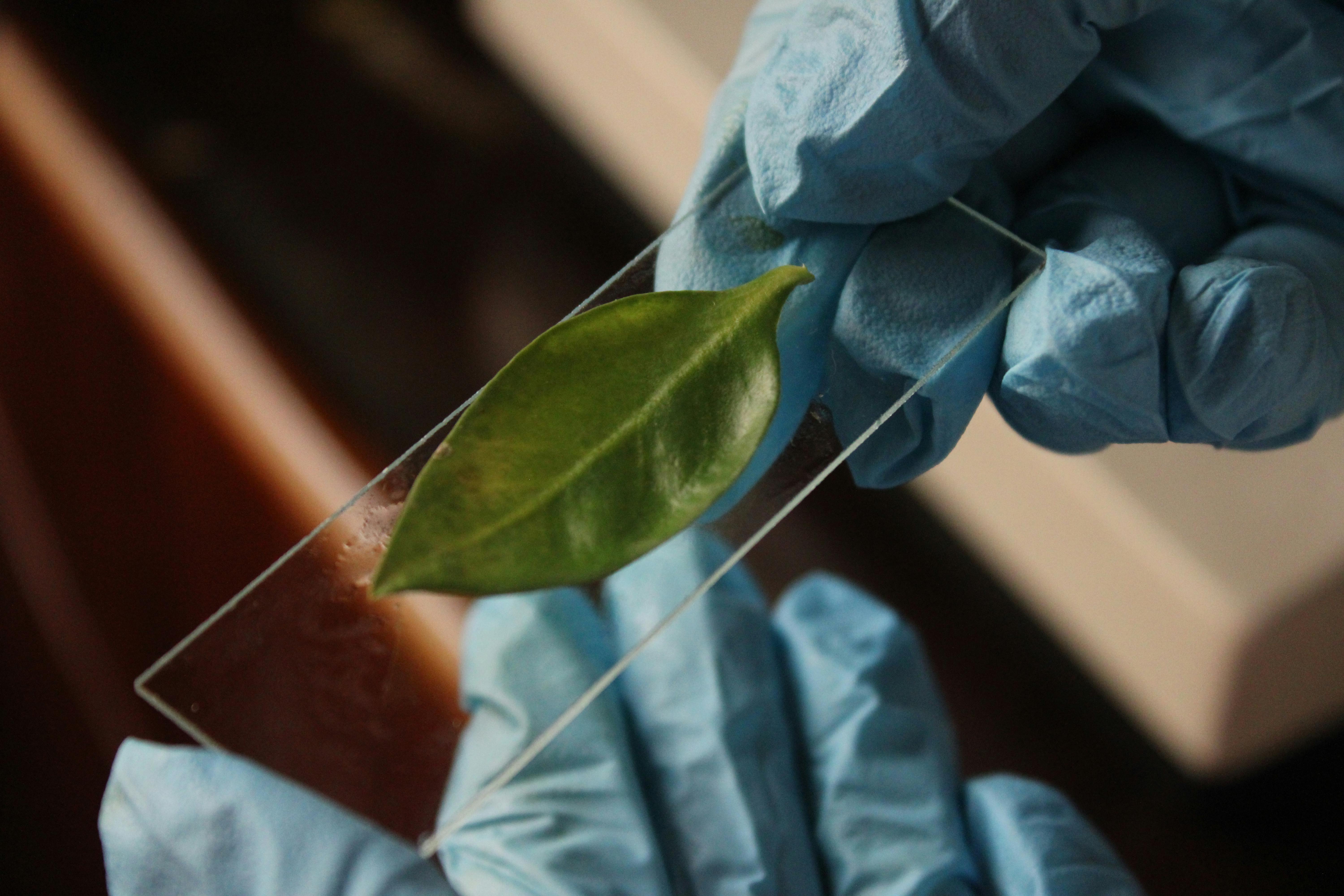 Life Science, Space Gardening Top Thursday’s Research Schedule — Photo by Jahra Tasfia Reza on Pexels