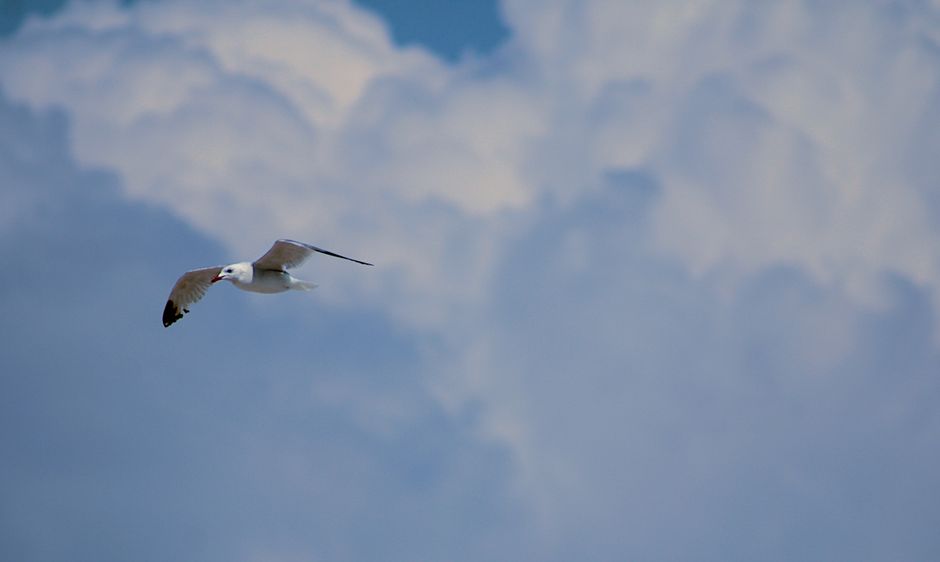 full|soaring bird
