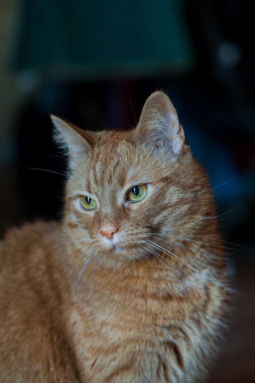 Free Close-up portrait of a ginger tabby cat indoors with a focused gaze. Stock Photo