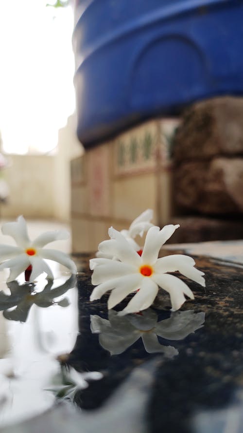 インドの花, 水と花, 花の無料の写真素材