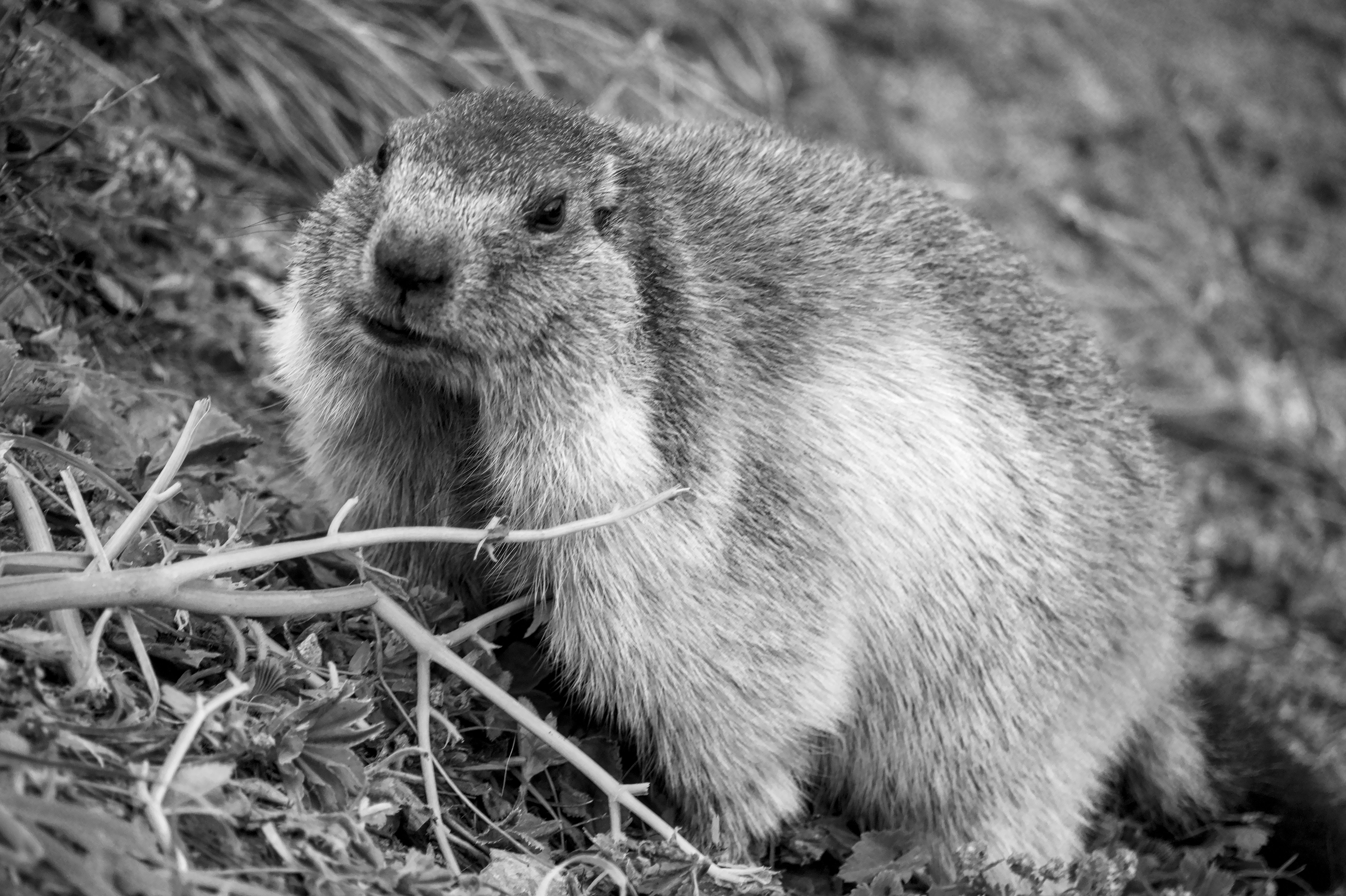 Marmotte