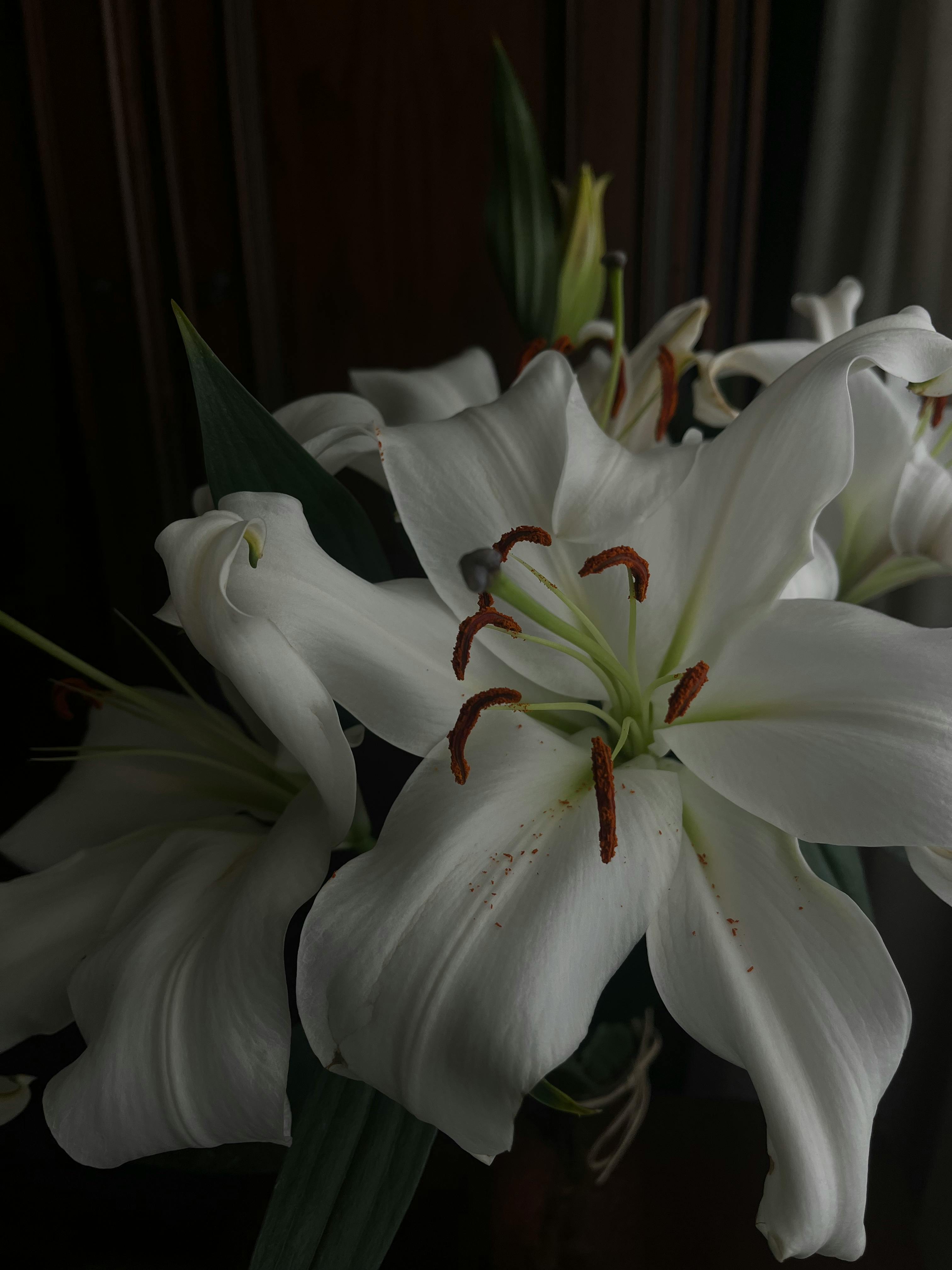 Free Close-up of elegant white lilies with vibrant stamens in low light. Stock Photo