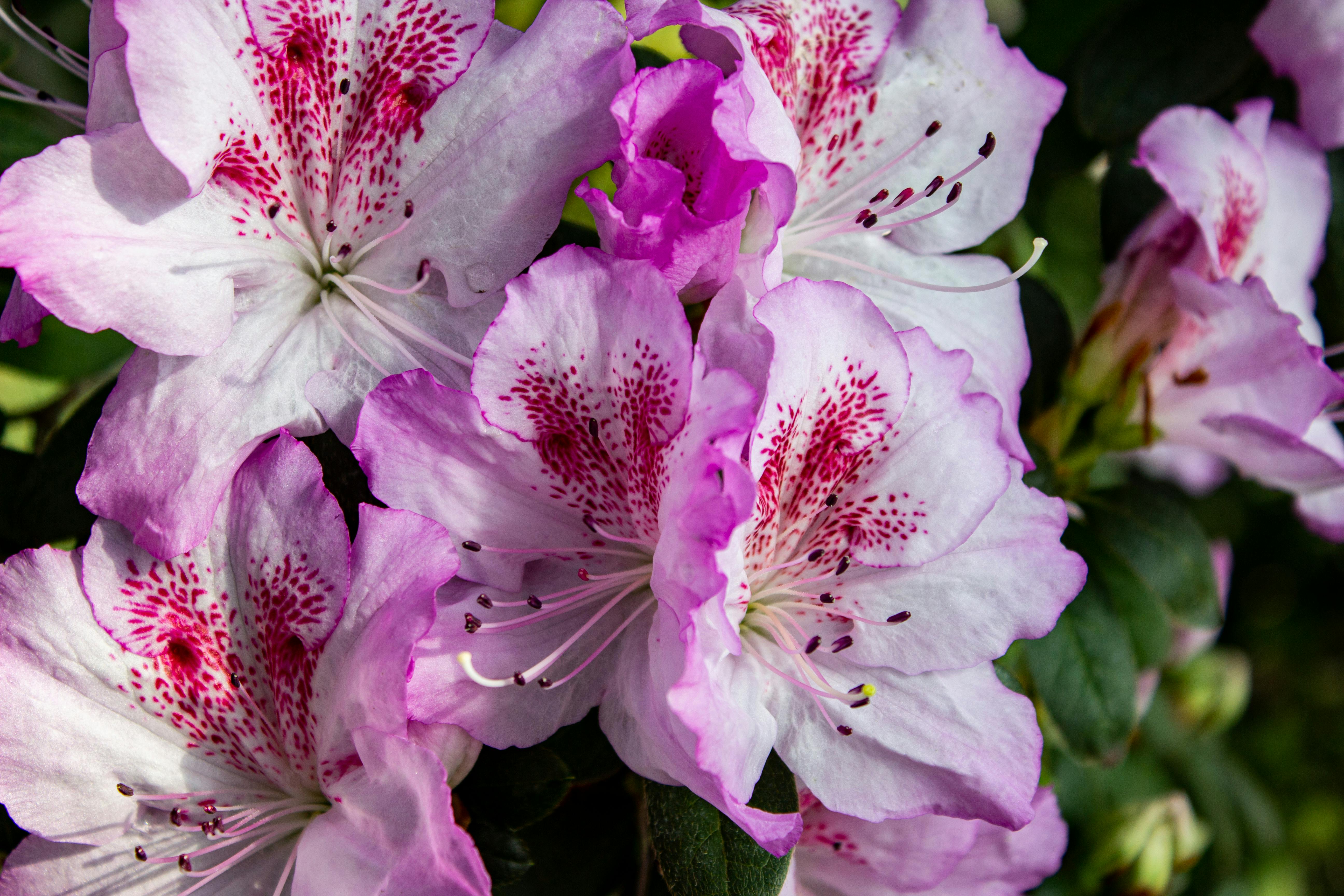 NC Azalea Festival begins search for new executive director — Photo by Natalia Sevruk on Pexels