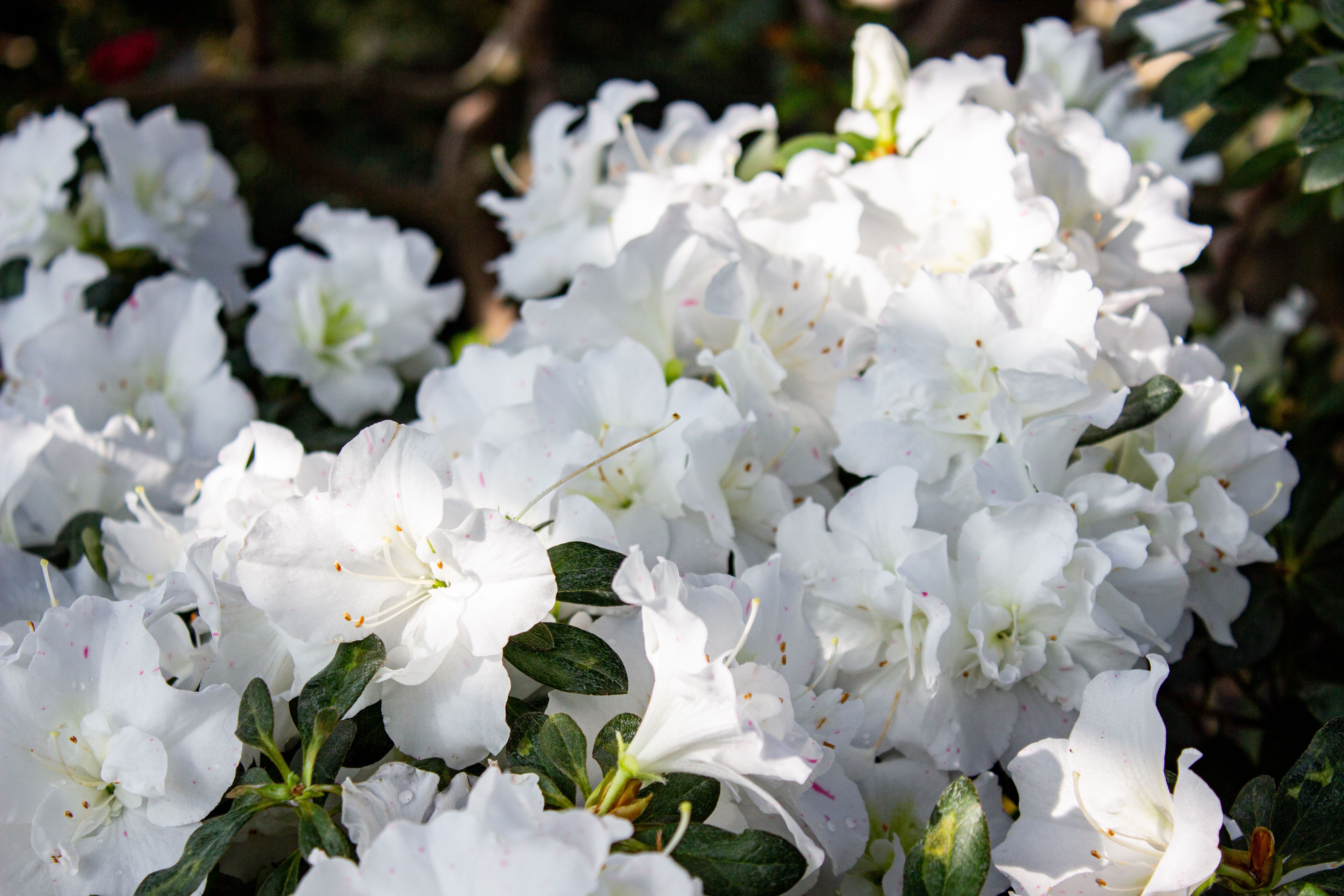 Azalea flowers blooming at Augusta National Golf Club