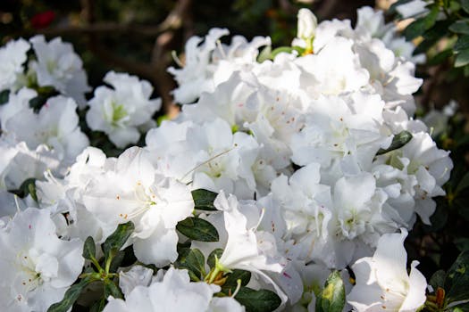 Beautiful white azaleas blooming in natural sunlight, showcasing fresh spring growth.