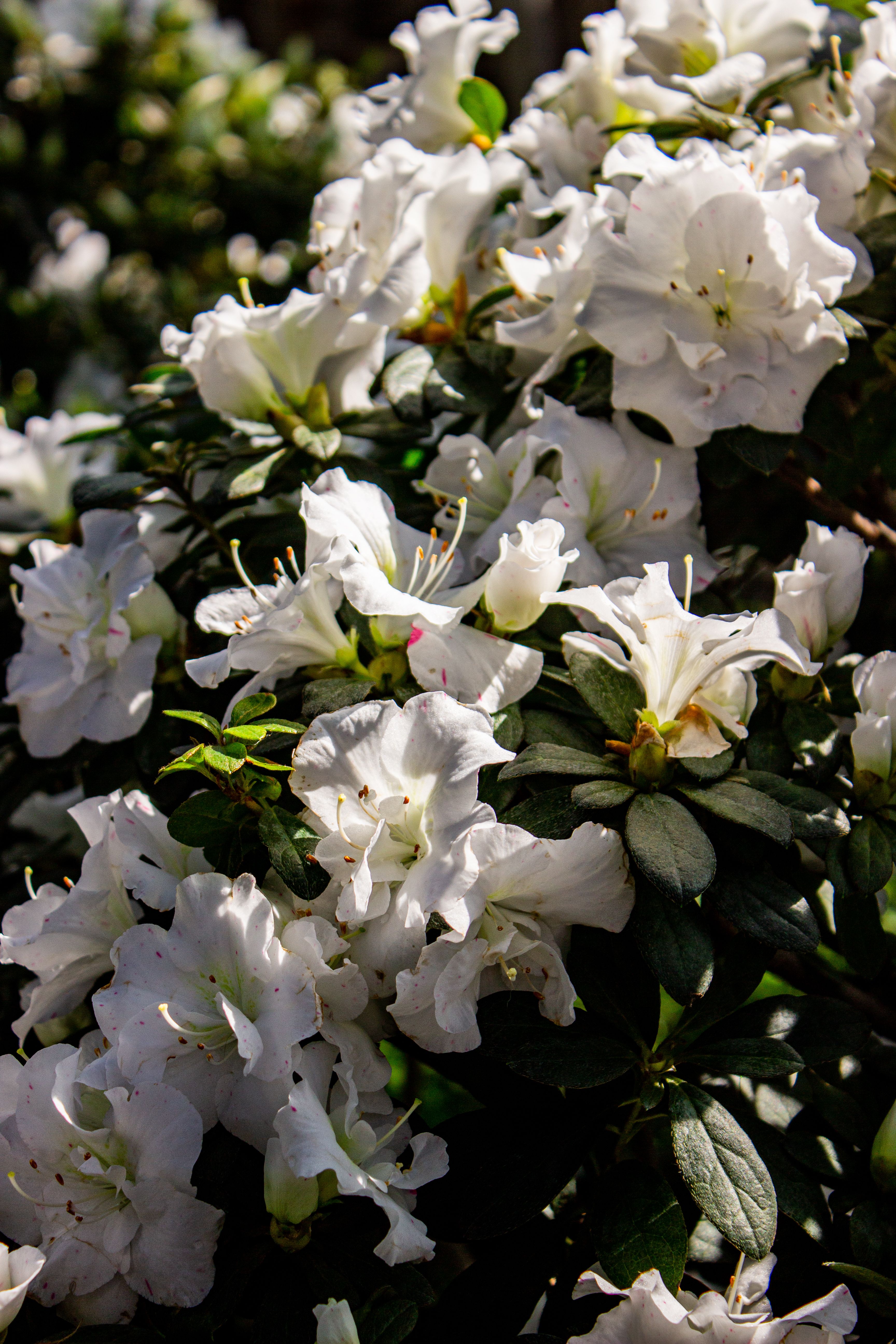 Beautiful White Azaleas in Bloom Outdoors · Free Stock Photo