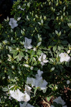 Close-up of white azalea flowers in full bloom under bright sunlight.