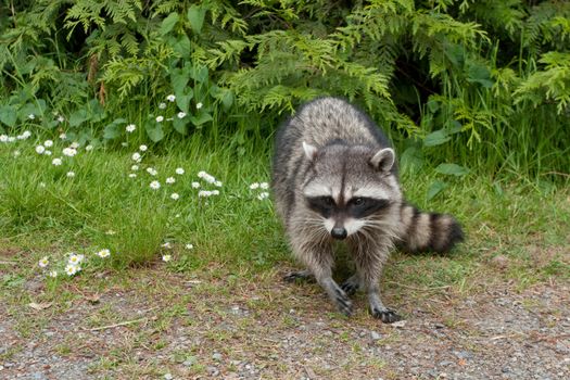 A raccoon walking on a forest path surrounded by greenery and flowers.