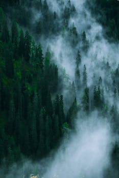 Captivating view of a misty forest blanketed in dense fog, creating a mystical atmosphere.