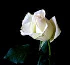 Tender Images
