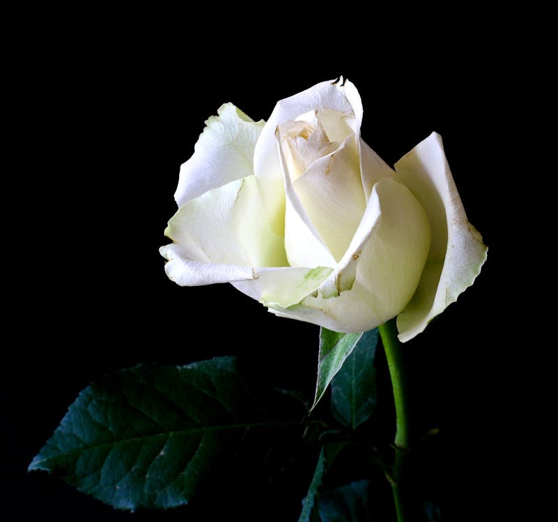 White Rose With Black Background