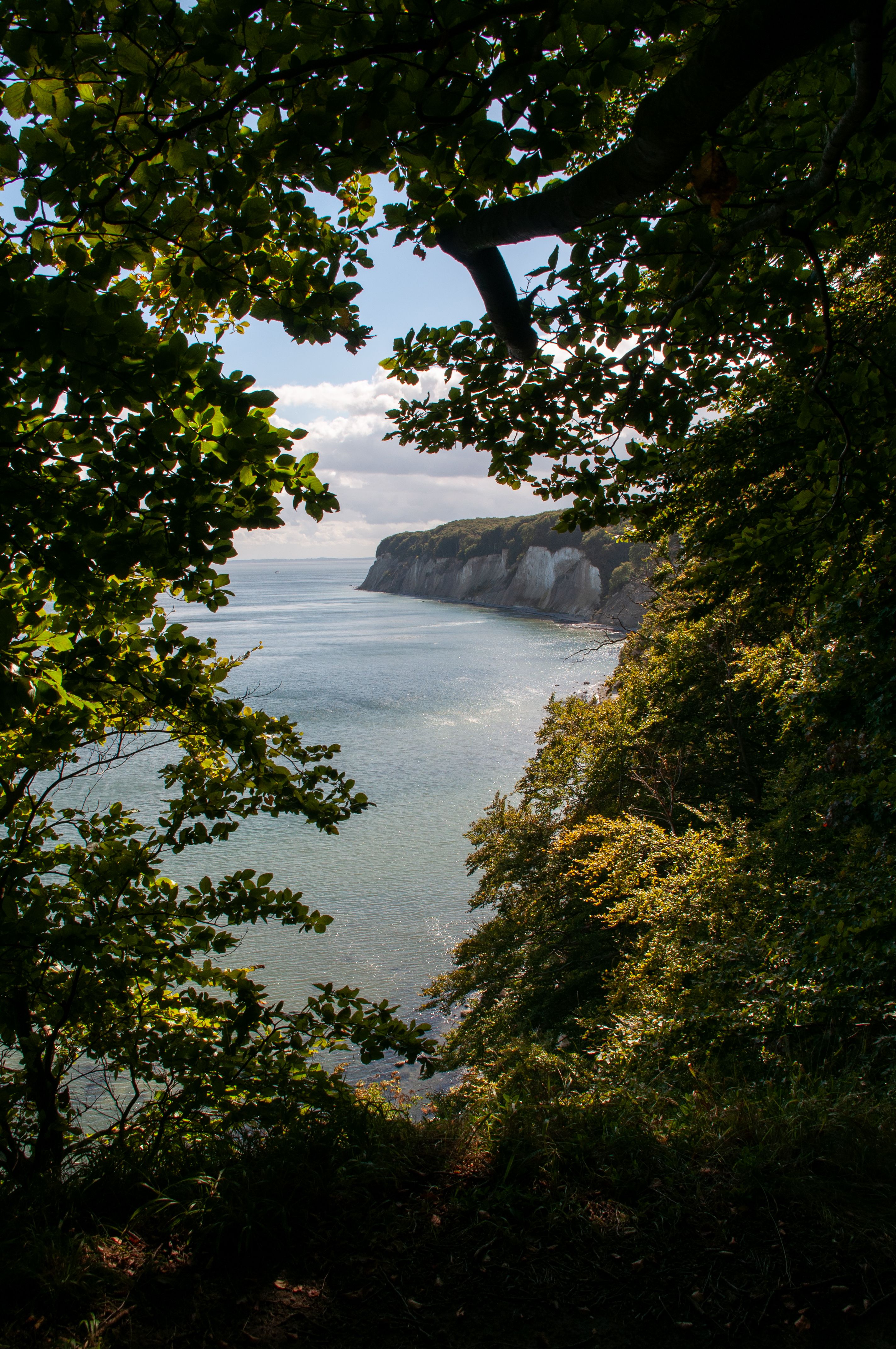 Natural vista showcasing chalk cliffs and ocean framed by lush forest foliage.