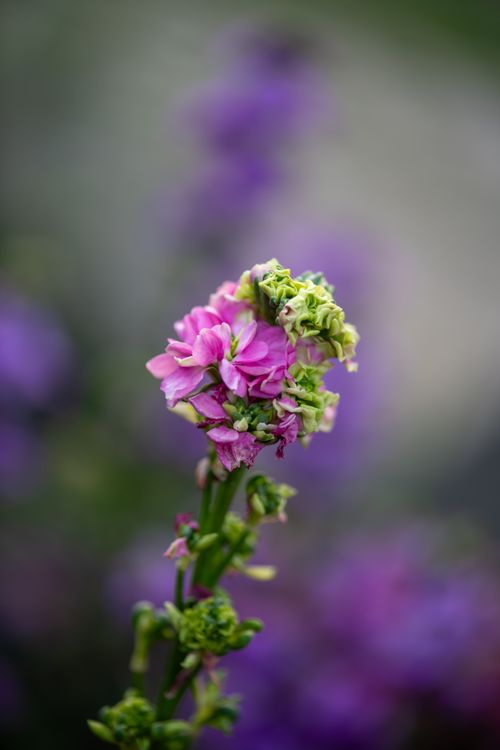 Free Close-up of vibrant pink flowers with blurred purple background, capturing delicate beauty and intricate details. Stock Photo