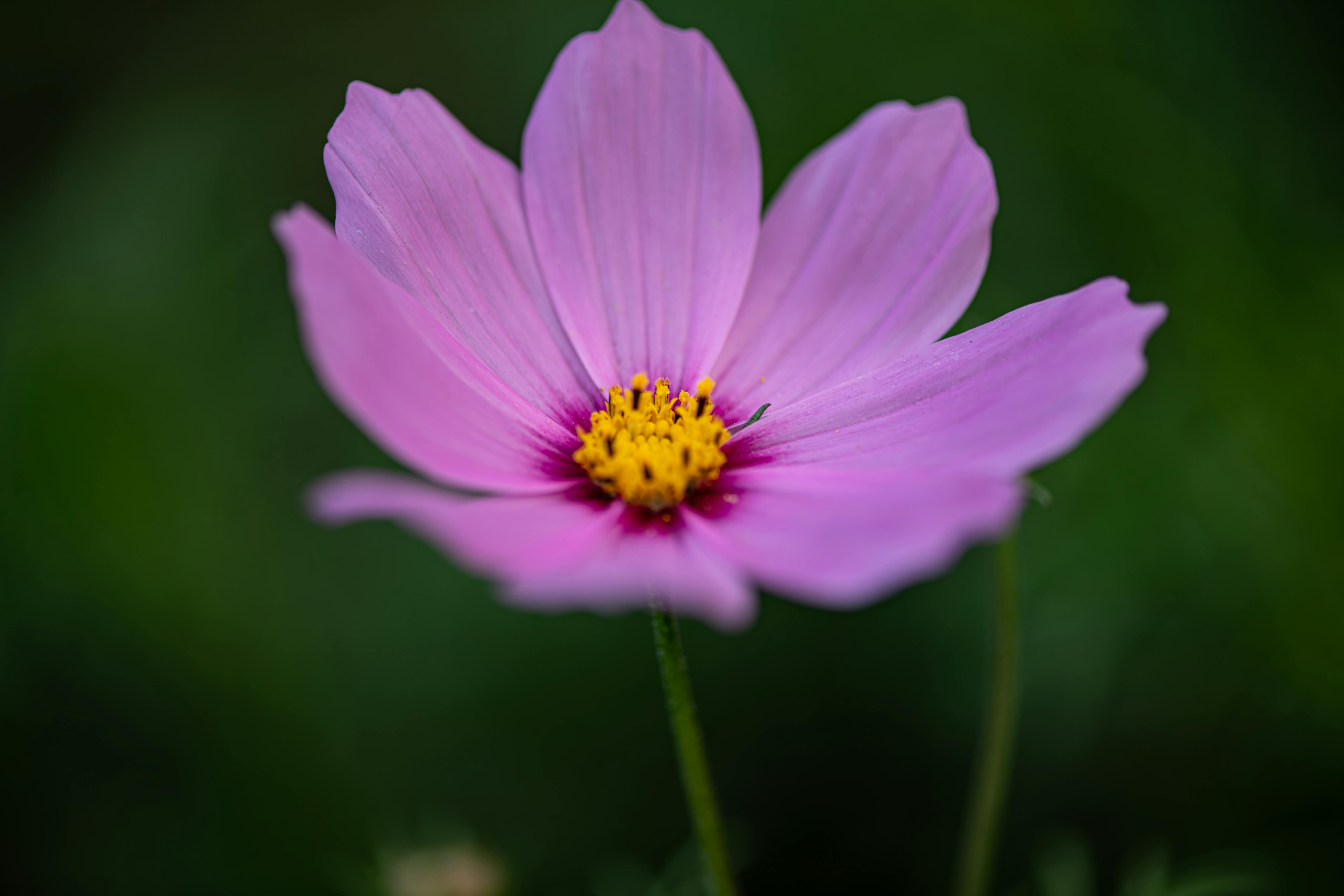 [ColoSach]-macro-photo-of-a-single-pink-cosmos-flower-with-a-vivid-yellow-center-on-a-soft-green-background.