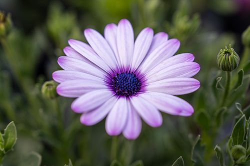 Free Vivid close-up of a purple Cape Daisy (Osteospermum) in full bloom with green foliage backdrop. Stock Photo