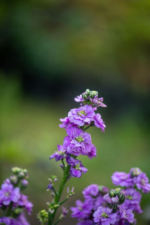 Free Close-up of vibrant purple Matthiola flowers in full bloom with a blurred natural background. Stock Photo