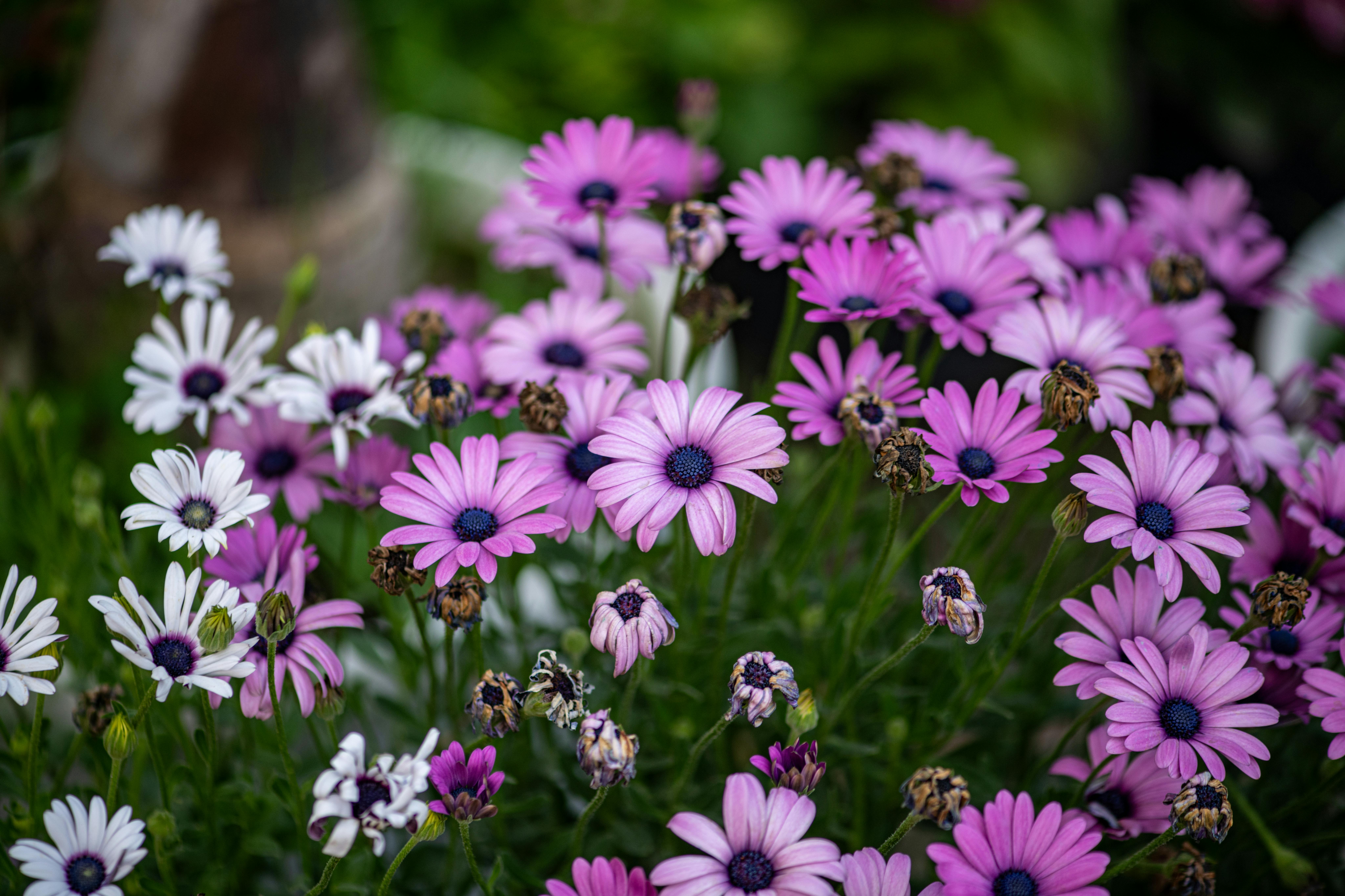 [ColoSach]-a-lively-cluster-of-pink-and-white-daisies-showcasing-spring-beauty-in-a-garden-setting.