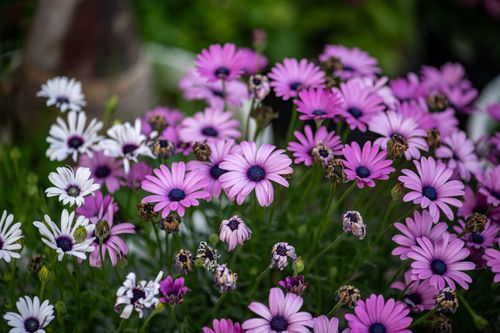 Free A lively cluster of pink and white daisies showcasing spring beauty in a garden setting. Stock Photo