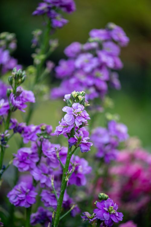 Free Bright purple flowers blooming in natural outdoor setting, showcasing lush color and texture. Stock Photo