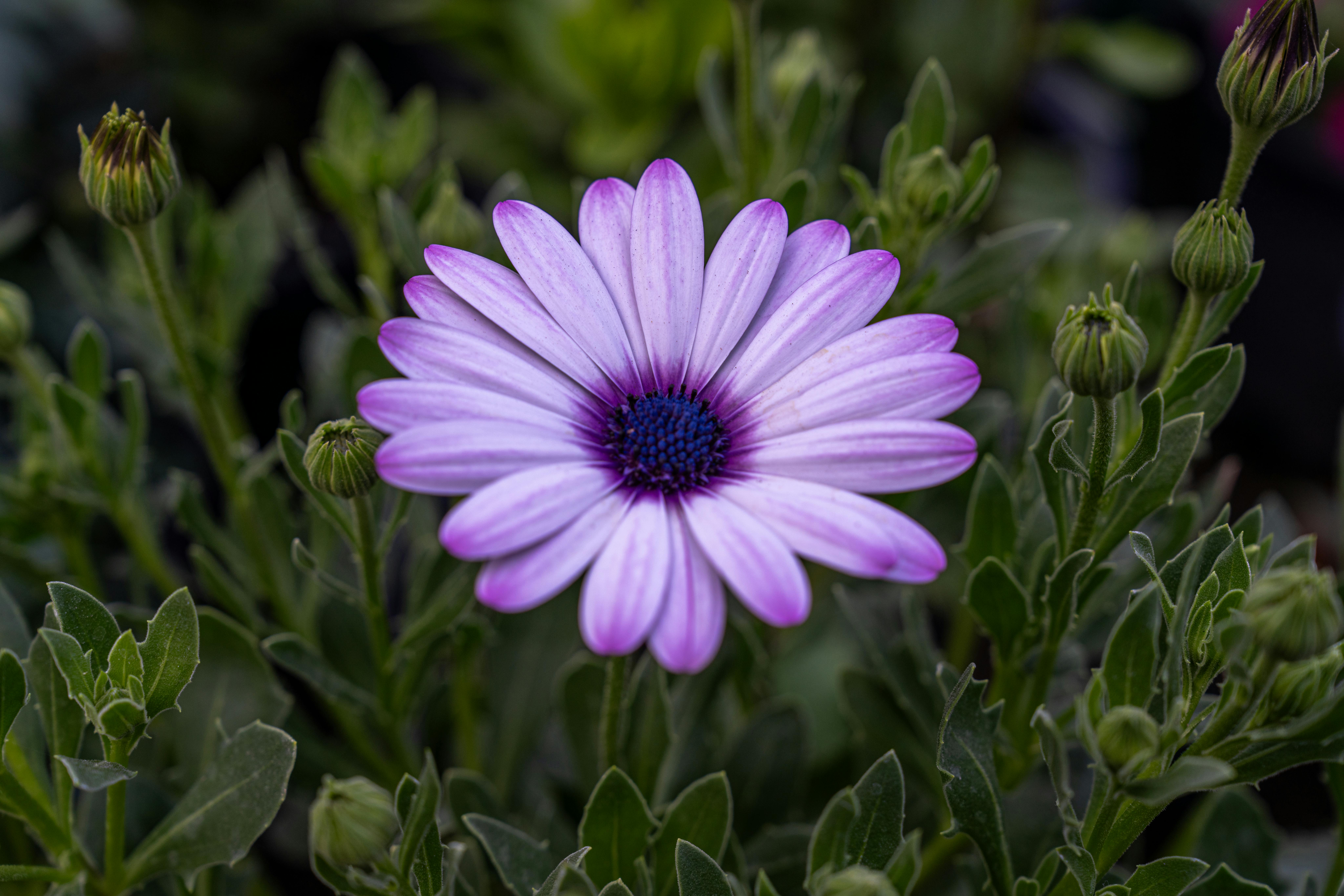 [ColoSach]-vibrant-purple-african-daisy-in-full-bloom-amidst-lush-green-leaves.