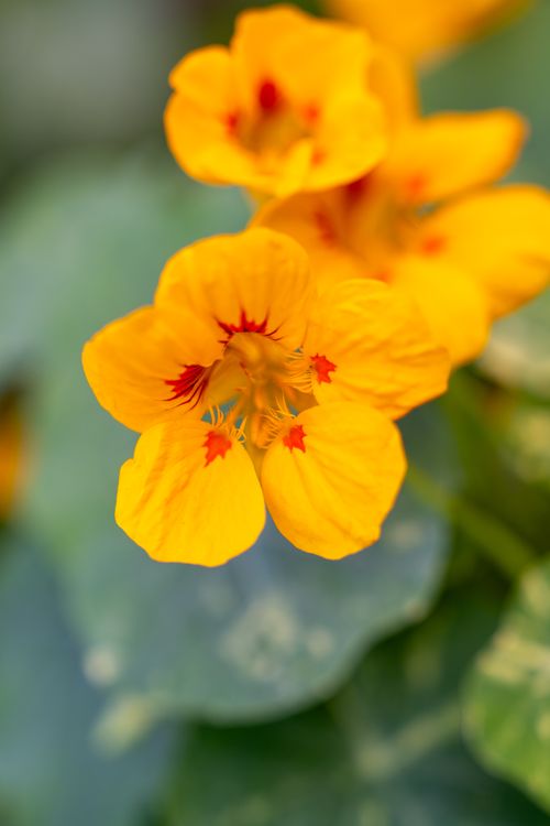 Free Beautiful close-up photo of bright orange nasturtium flowers in full bloom with green leaves in background. Stock Photo