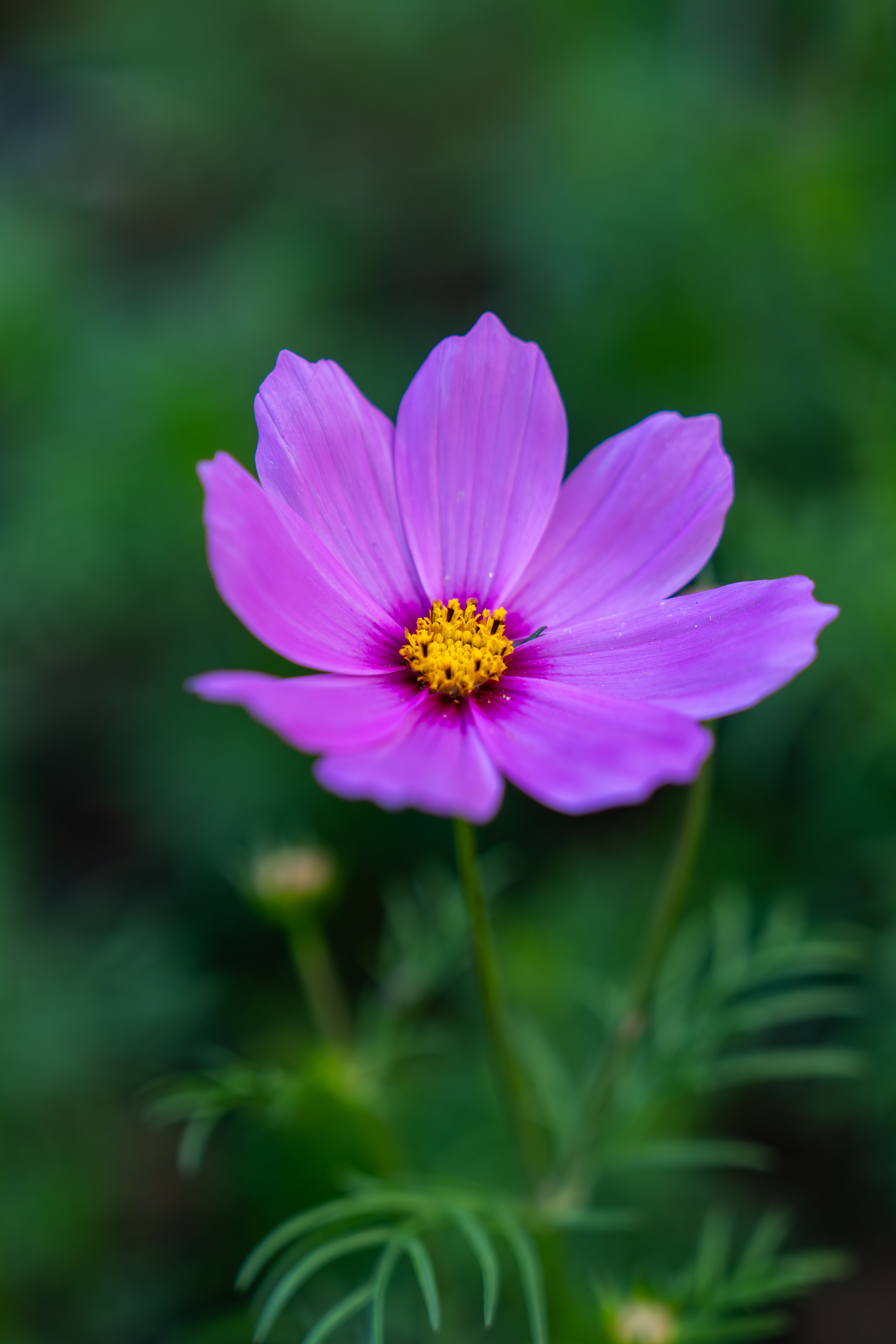 ピンクのコスモスの花