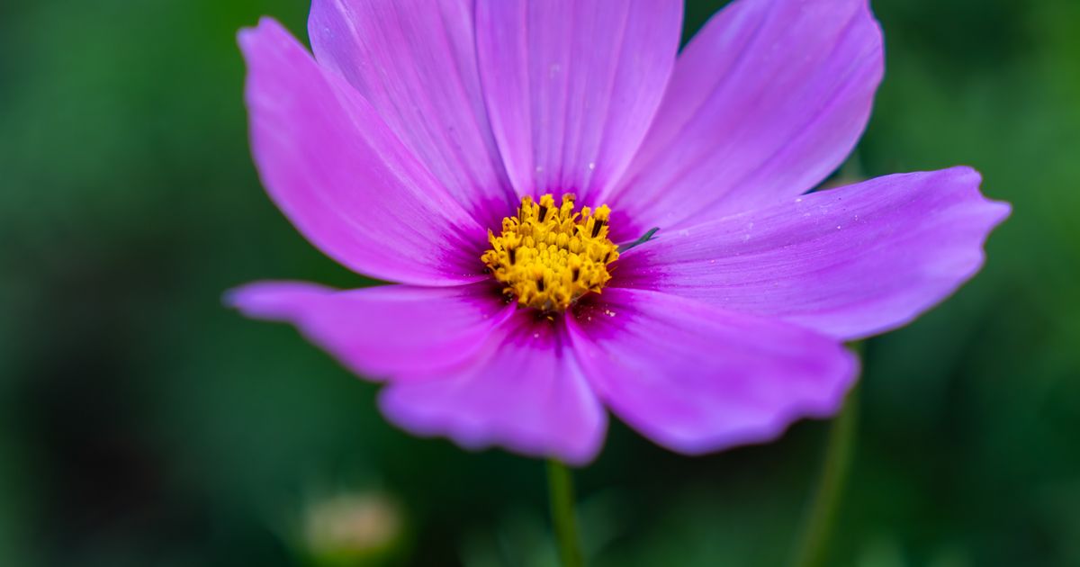 ピンクのコスモスの花