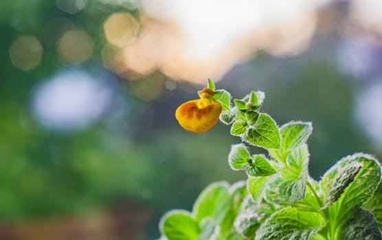 Vibrant yellow flower with dewy leaves against a blurred nature backdrop.