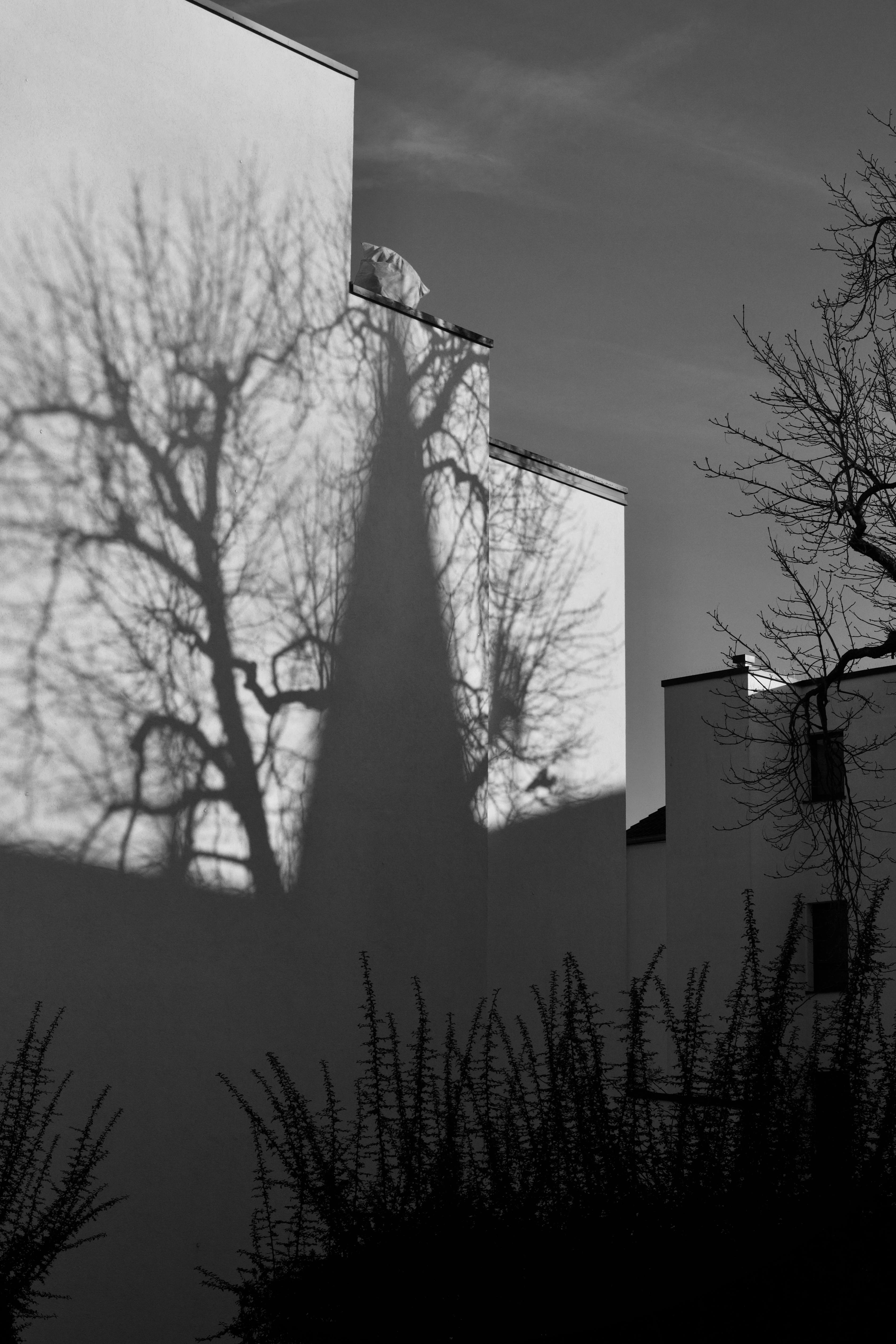 Gratuit Photo en noir et blanc de l'ombre d'un arbre sur le mur d'un bâtiment, créant une silhouette saisissante. Photos