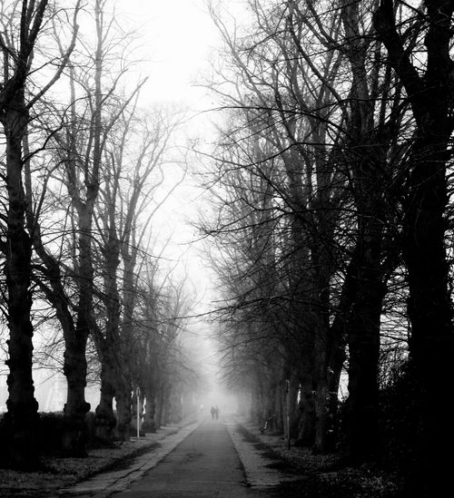 Free Black and white photo of a foggy pathway lined with leafless trees, conveying a mysterious atmosphere. Stock Photo