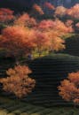 Autumn Colors in Scenic Tea Plantation