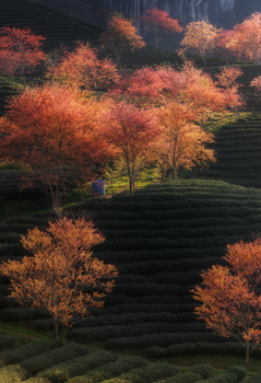 Vibrant autumn trees in a terraced tea plantation create a stunning landscape.