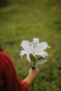 Woman Holding White Lily in a Green Field